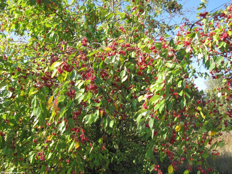 Яблоня сливолистная (Malus prunifolia)
