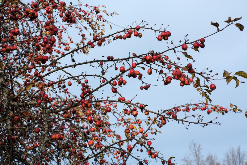 Malus prunifolia 'Maria'