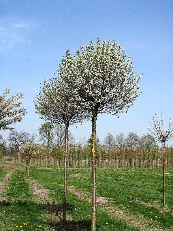 Вишня шаровидная Umbraculifera