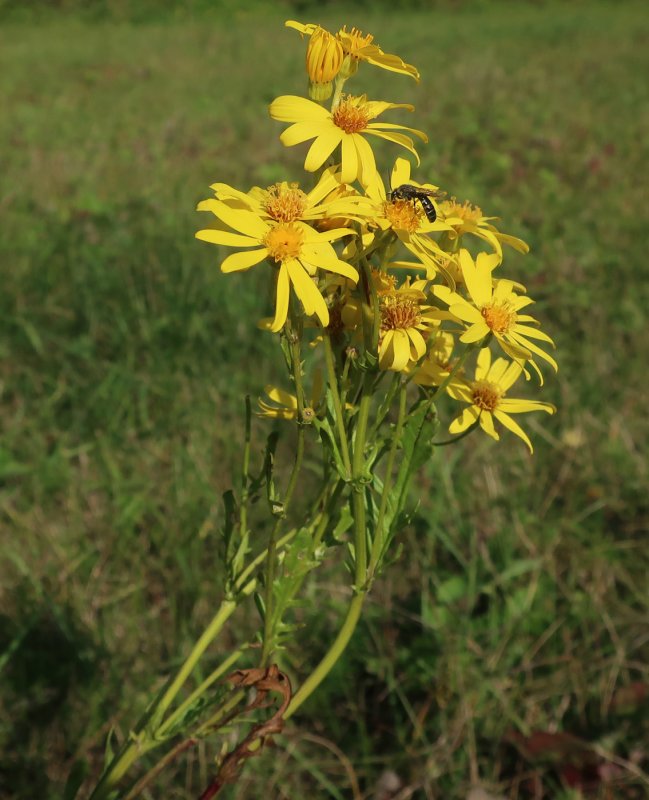 Крестовник Senecio jacobaea