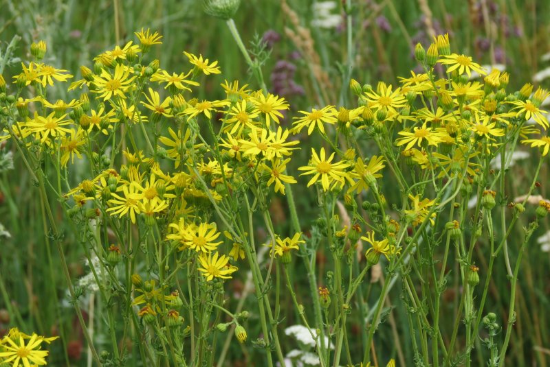 Крестовник Senecio jacobaea