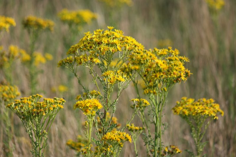 Крестовник Якова Senecio jacobaea