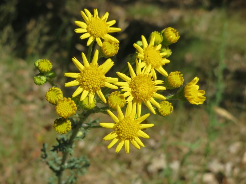 Крестовник Луговой (Senecio jacobaea l.)