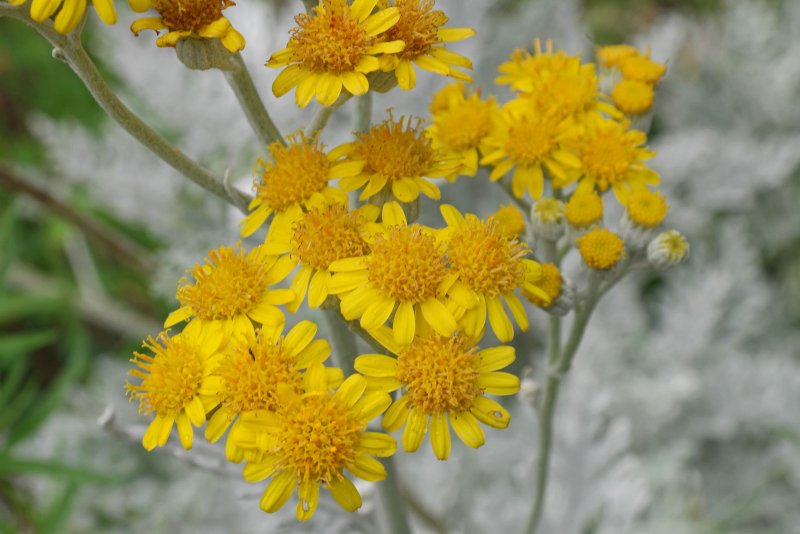 Senecio jacobaea