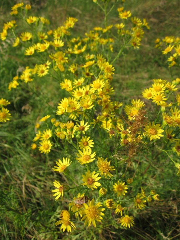 Jacobaea vulgaris