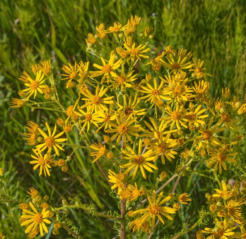 Крестовник Якова Senecio jacobaea