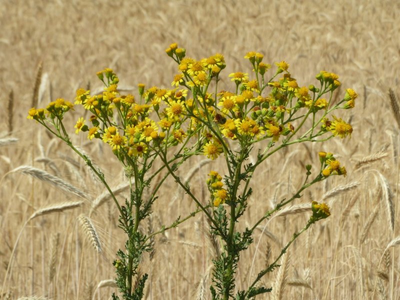 Крестовник обыкновенный (Senecio vulgaris)