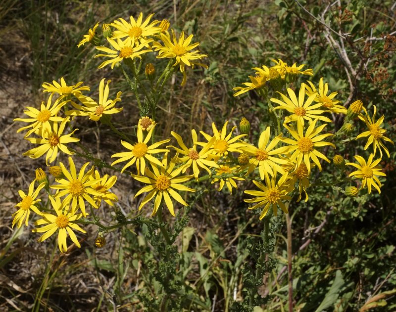 Крестовник Луговой (Senecio jacobaea l.)