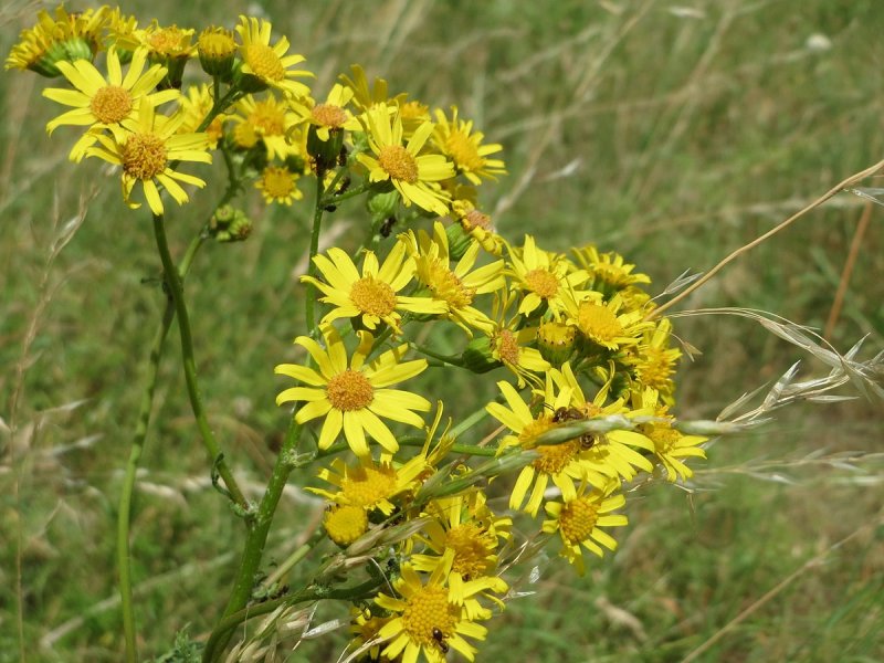 Ragwort цветок