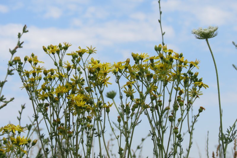 Jacobaea vulgaris