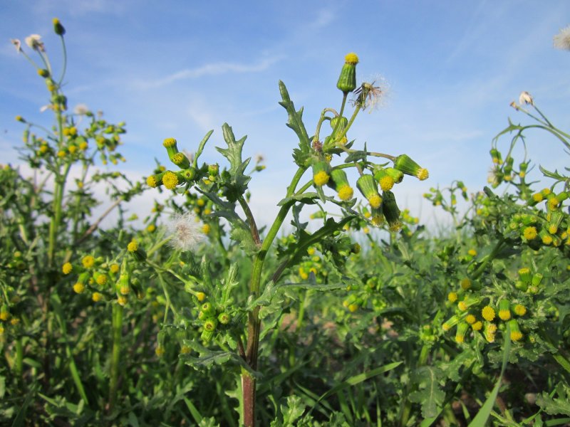 Якобея обыкновенная jacobaea vulgaris