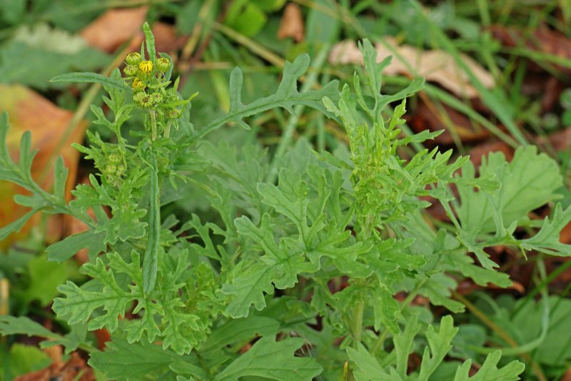 Jacobaea vulgaris