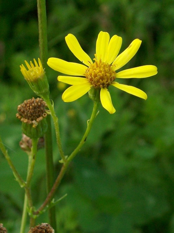 Крестовник скученный s. congestus