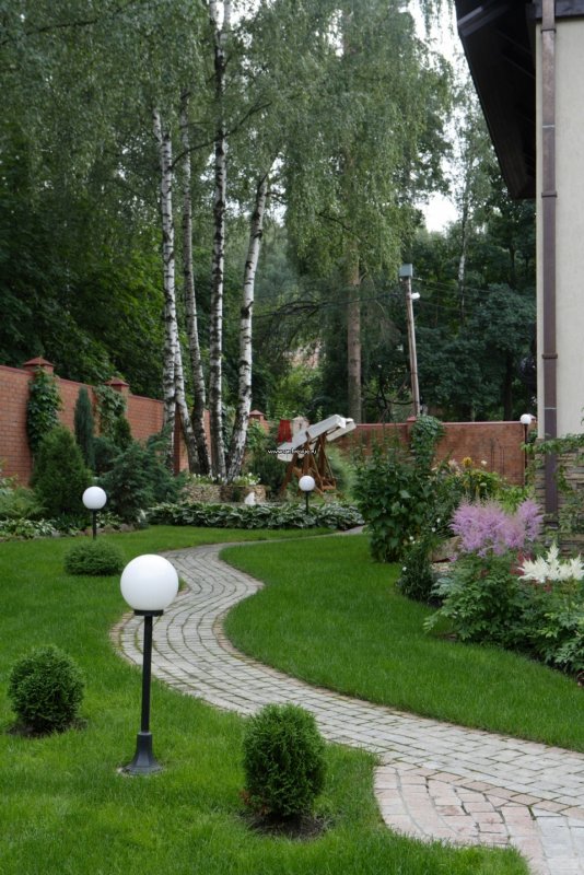 Ирга Ламарка с хвойными