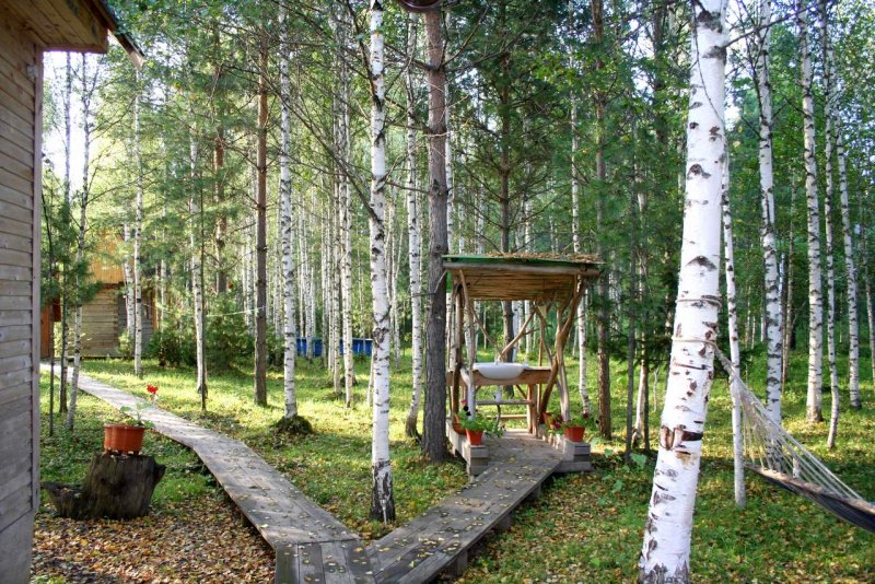 Береза повислая Альба