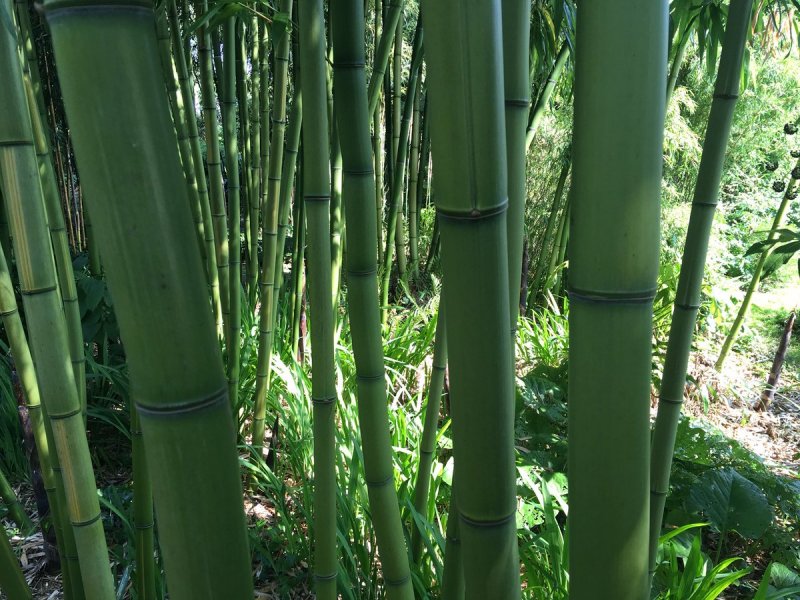 Chimonobambusa quadrangularis