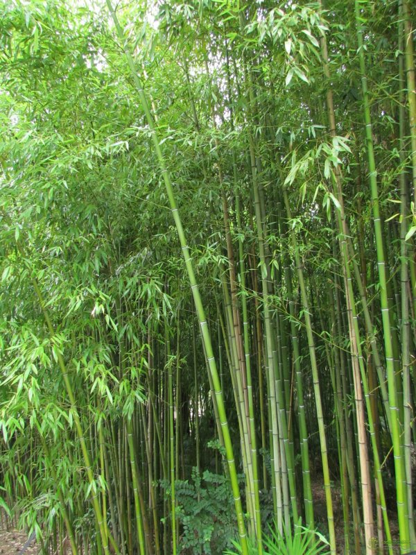 Бамбук Dendrocalamus strictus