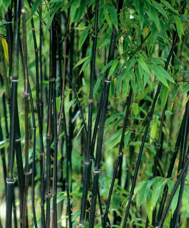 Phyllostachys heteroclada