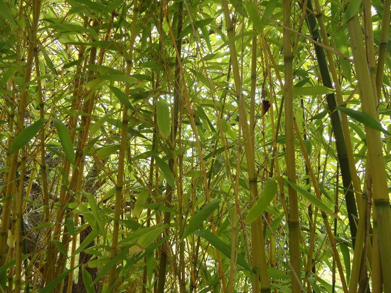Spring Bamboo