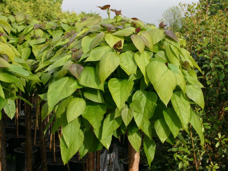 Бамбук Phyllostachys edulis Moso