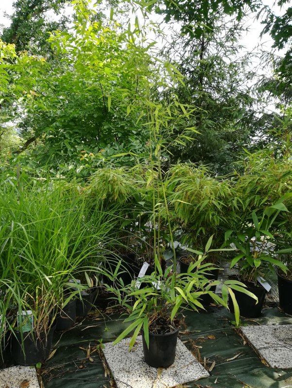 Shirashiwana 'tranquillans'