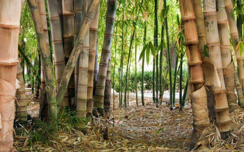 Phyllostachys nigra