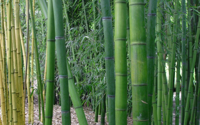 Бамбук bambusa Phyllostachys nigra