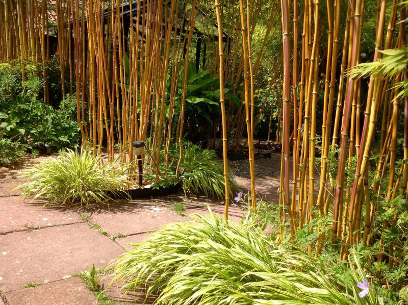 Phyllostachys aureosulcata ‘spectabilis‘