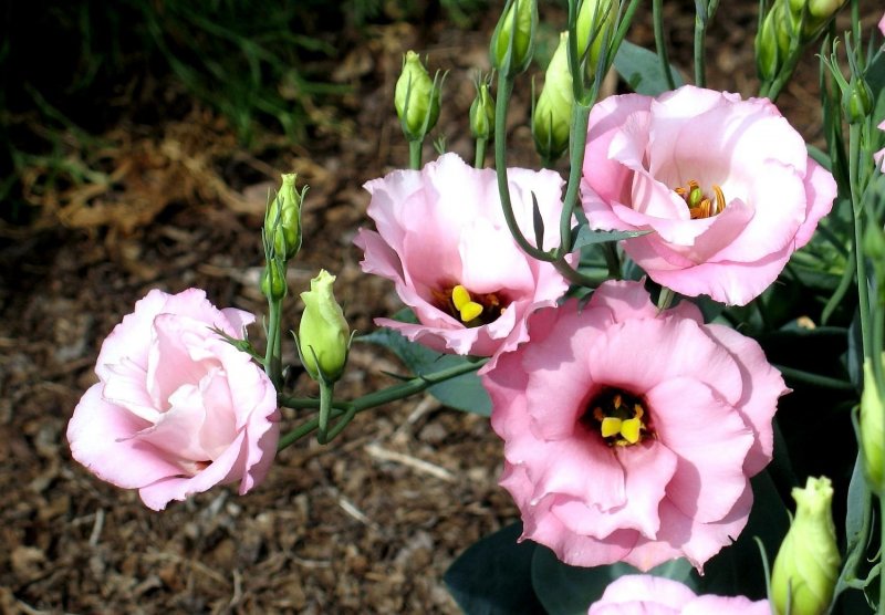 Эустома (Lisianthus)