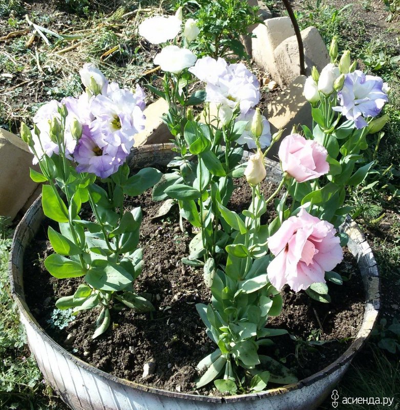 Эустома куст