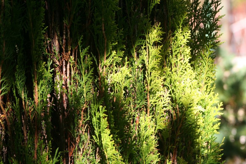 Туя Sherwood Moss