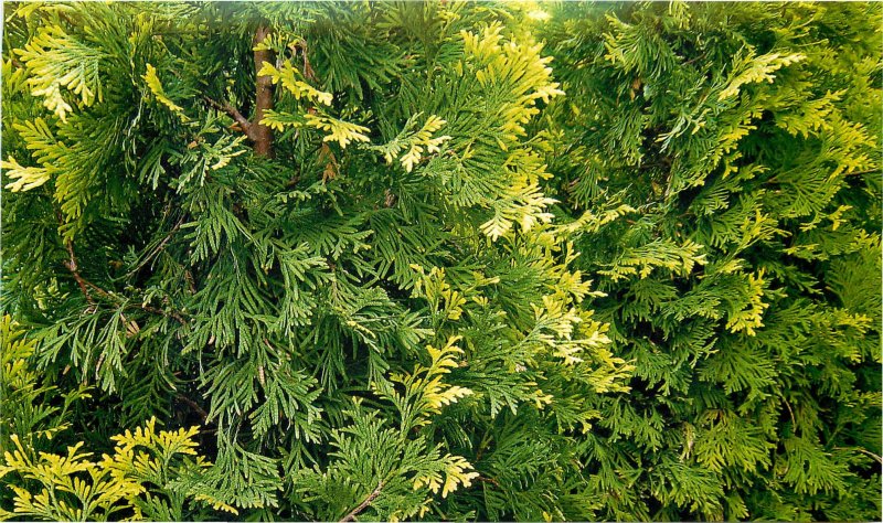 Туя Западная (сорт 'variegata' )