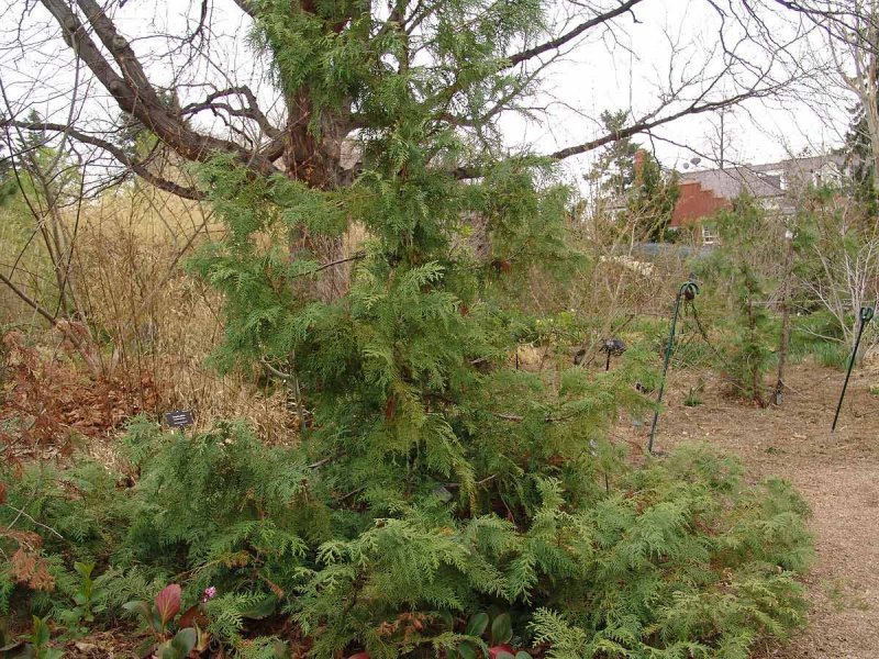 Туя Thuja koraiensis Nakai — туя корейская