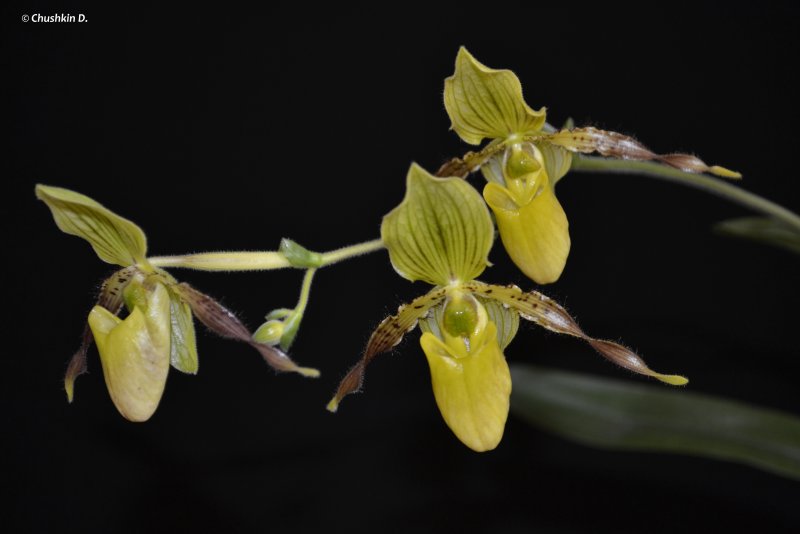 Paph. Primulinum × sib