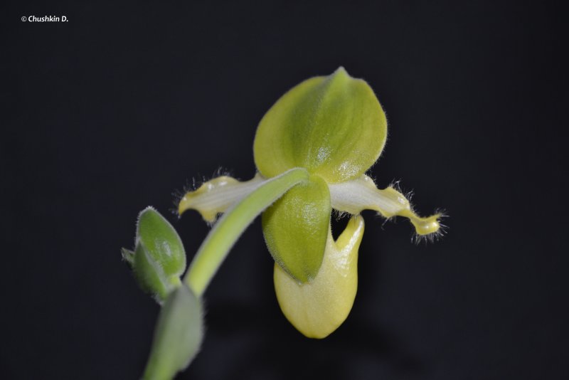Paphiopedilum primulinum