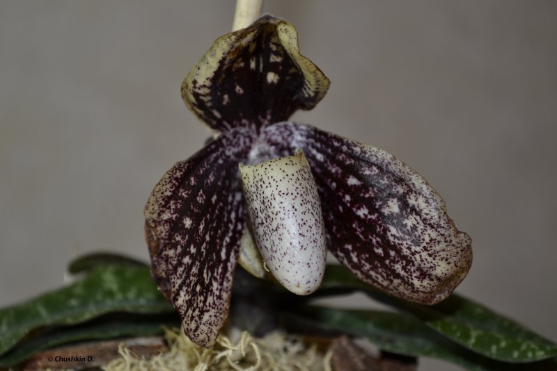 Paphiopedilum glanduliferum