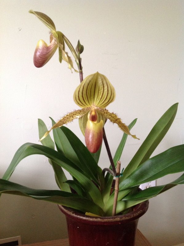 Paph. Primulinum