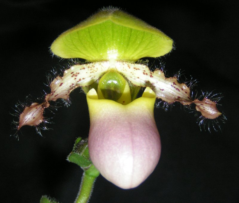 Paphiopedilum Albertinum