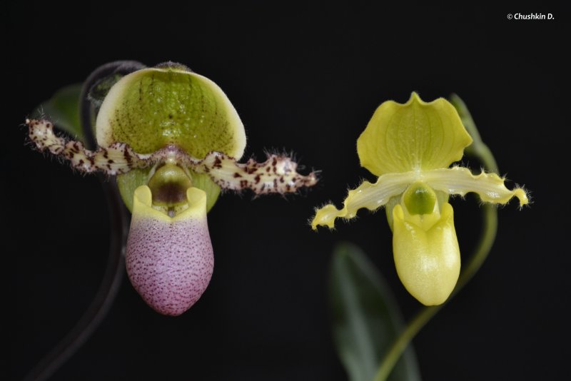 Paphiopedilum Paphiopedilum Sorcerer′s Stone
