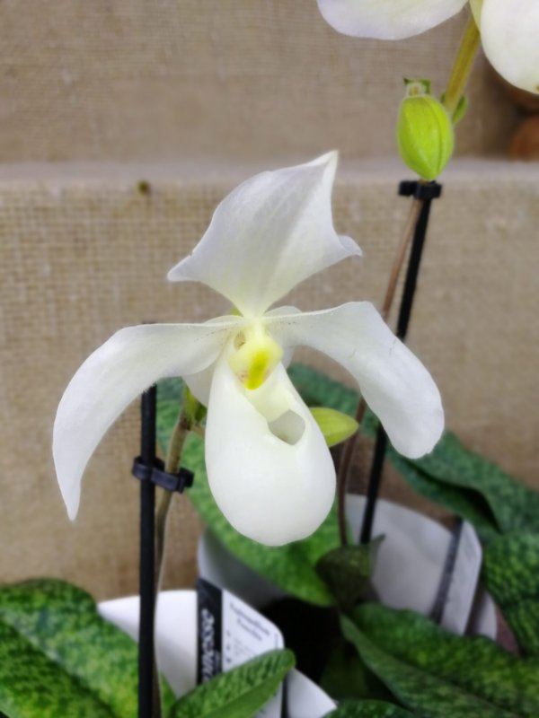 Paph. Thaianum 2016 b x sib 2016 fragrant a