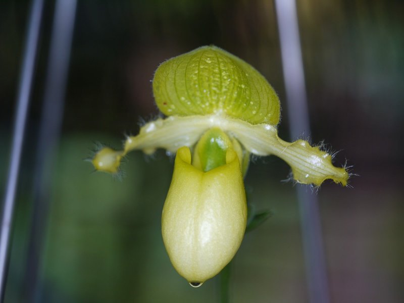 Paphiopedilum Krulls Mona Lisa x primulinum