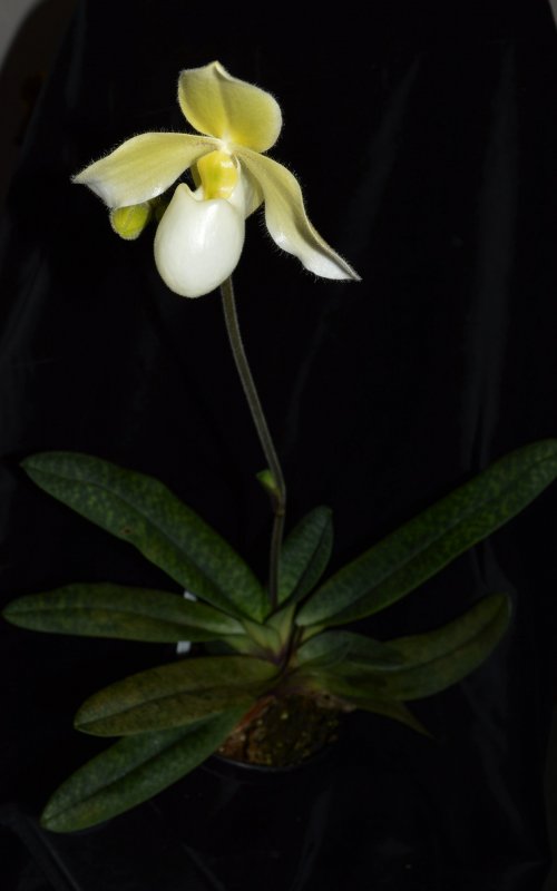 Dendrobium venustum