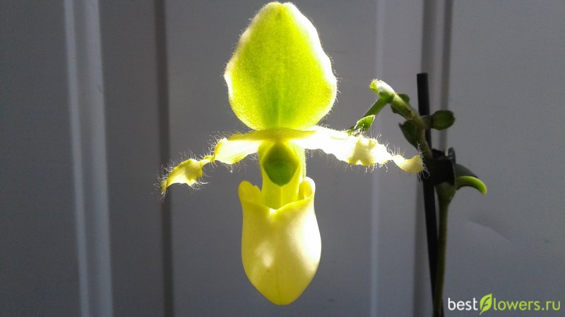 Paphiopedilum Victoria-Regina