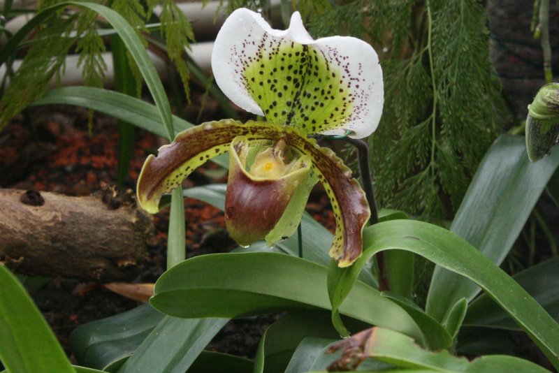Paphiopedilum primulinum
