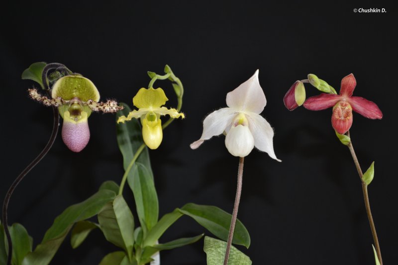 Paphiopedilum primulinum (60 фото)