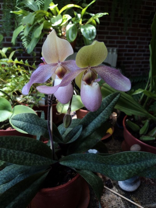 Paphiopedilum Wellesleyanum Alba