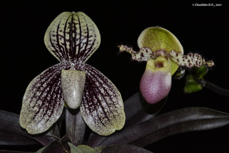 Paphiopedilum hermanii