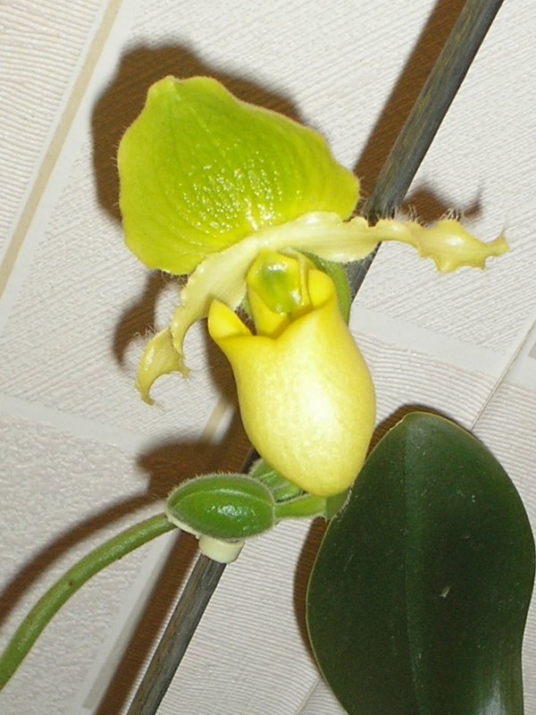 Paphiopedilum primulinum x delenatii