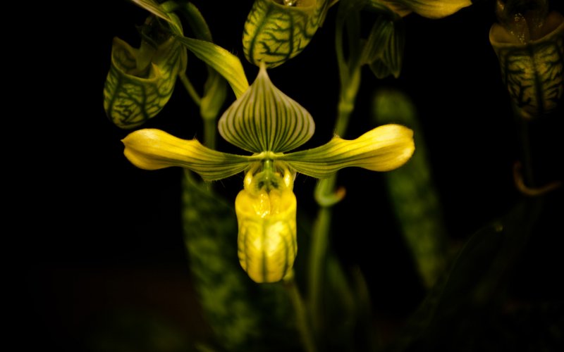 Paphiopedilum tranlienianum