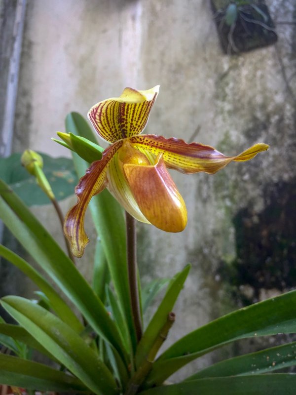 Paphiopedilum philippinense x venustum